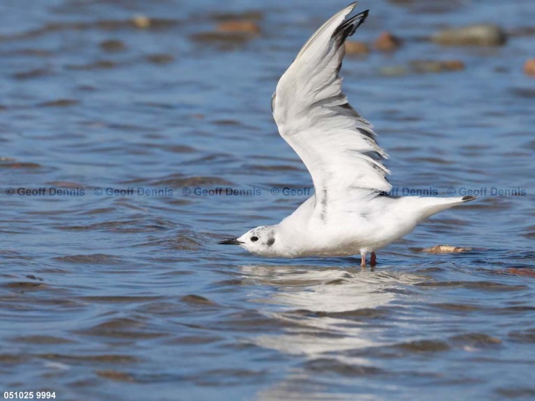 BOGU-BD_Bonapartes-Gull