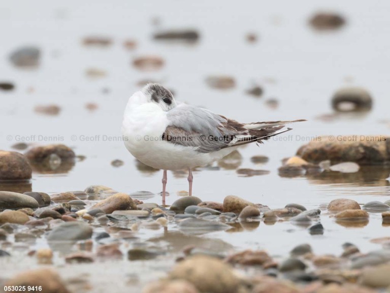 BOGU-BE_Bonapartes-Gull