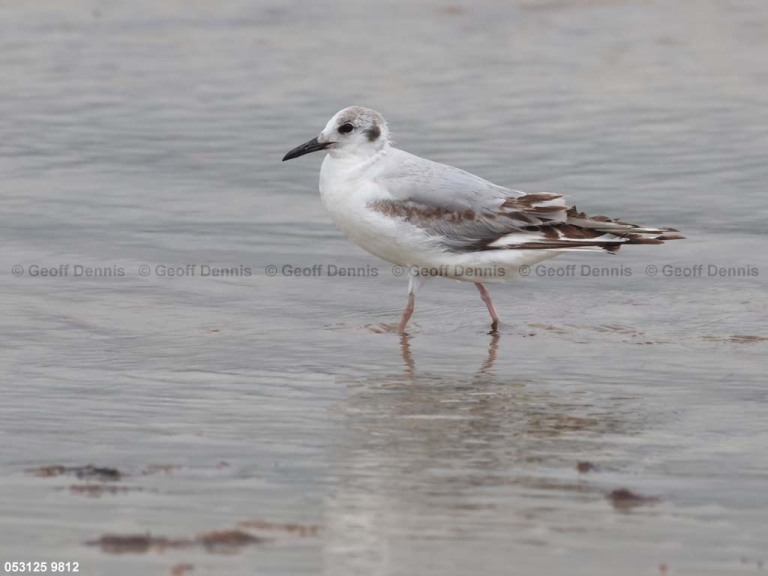 BOGU-BG_Bonapartes-Gull