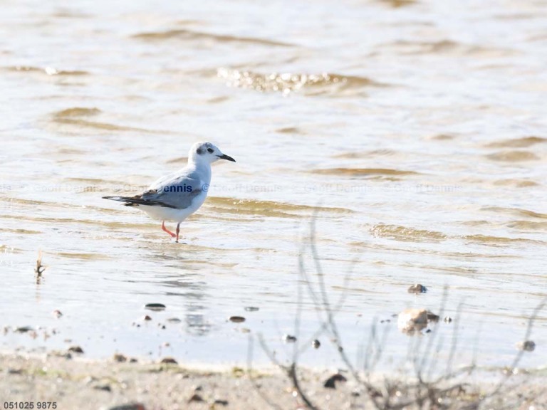 BOGU-BH_Bonapartes-Gull