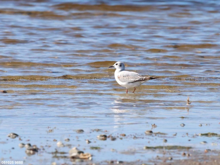 BOGU-BI_Bonapartes-Gull