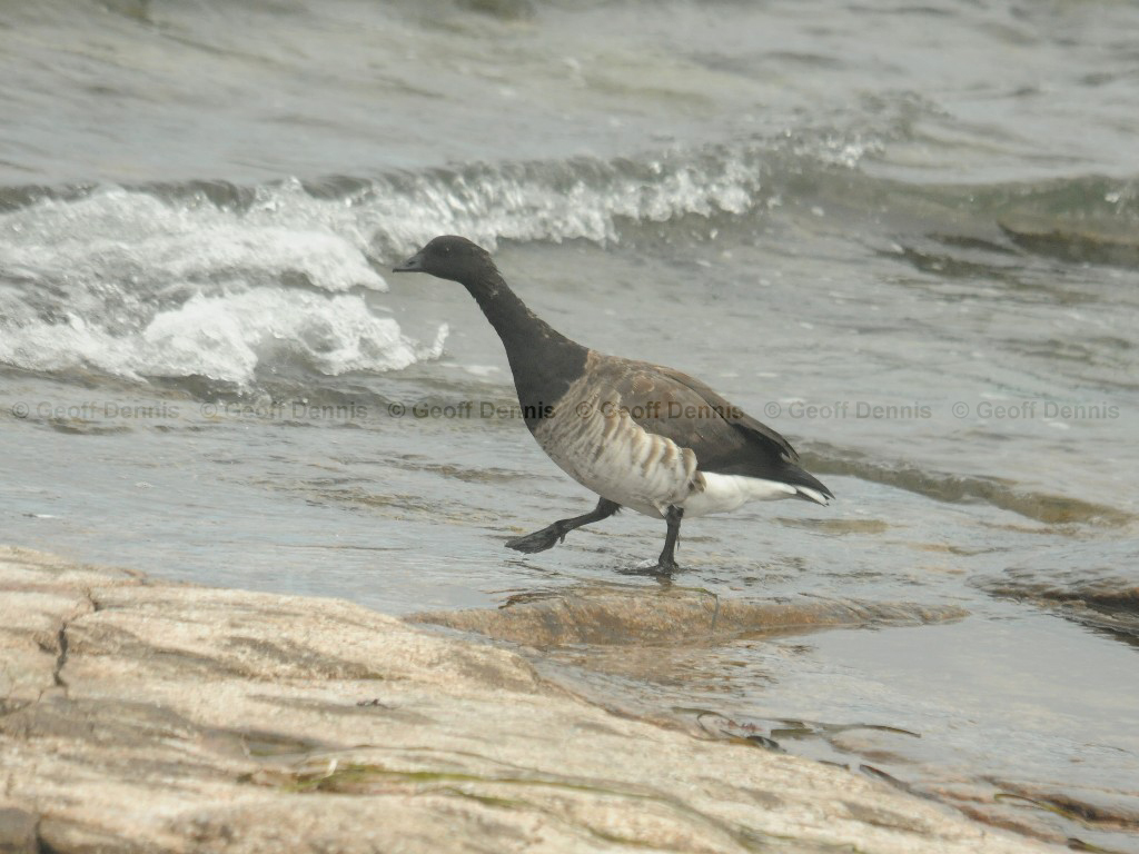 BRAN-AG_Brant