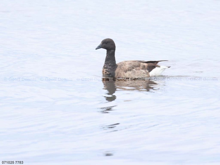 BRAN-AK_Brant
