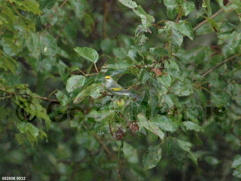 BRWA-AA_Brewsters-Warbler