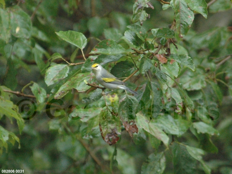 BRWA-AB_Brewsters-Warbler