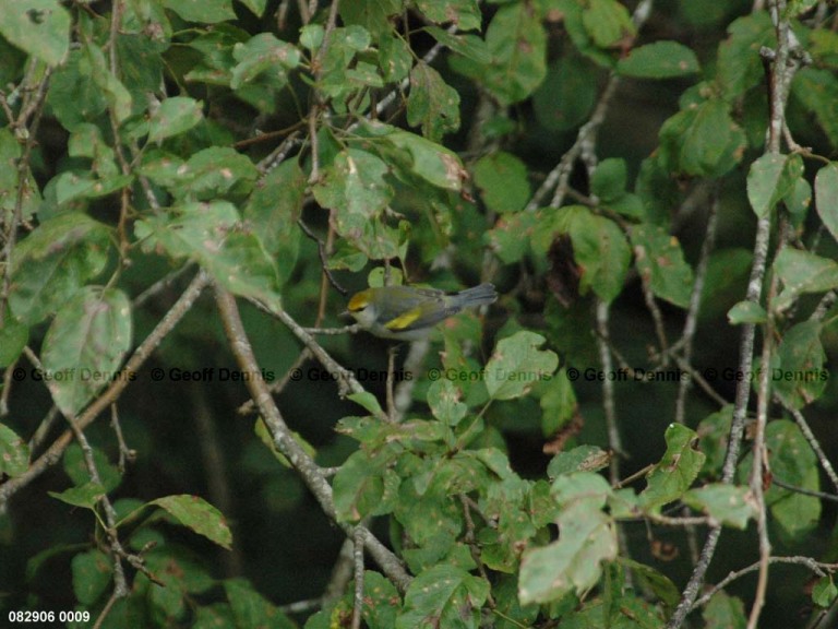 BRWA-AC_Brewsters-Warbler