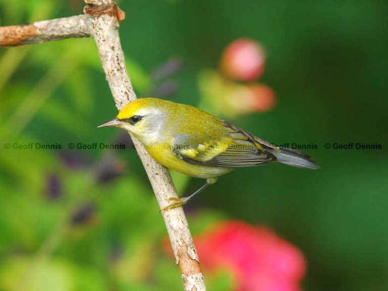 BRWA-AD_Brewsters-Warbler
