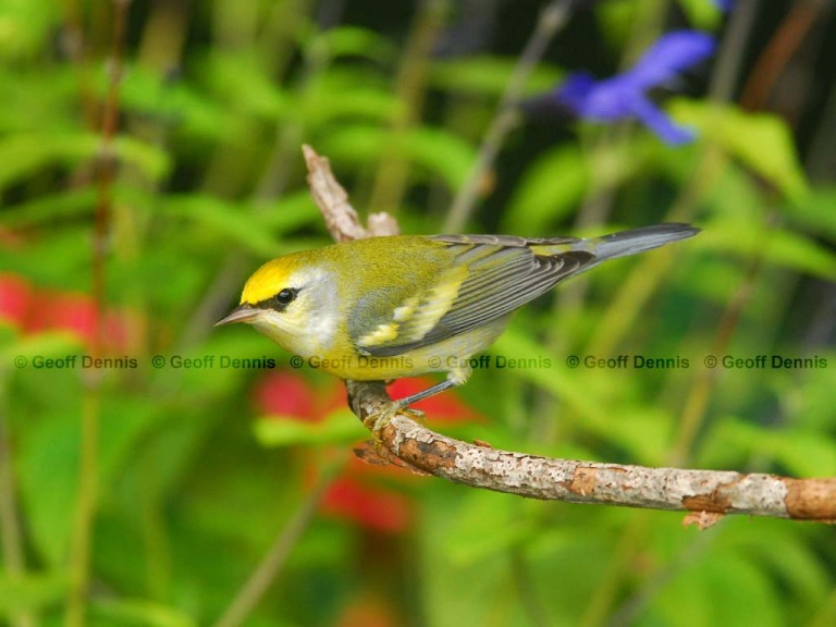 BRWA-AE_Brewsters-Warbler