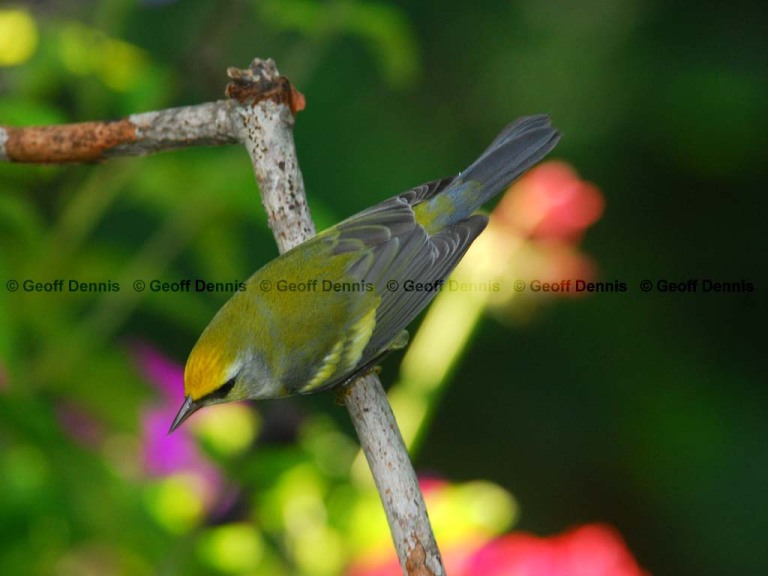 BRWA-AF_Brewsters-Warbler