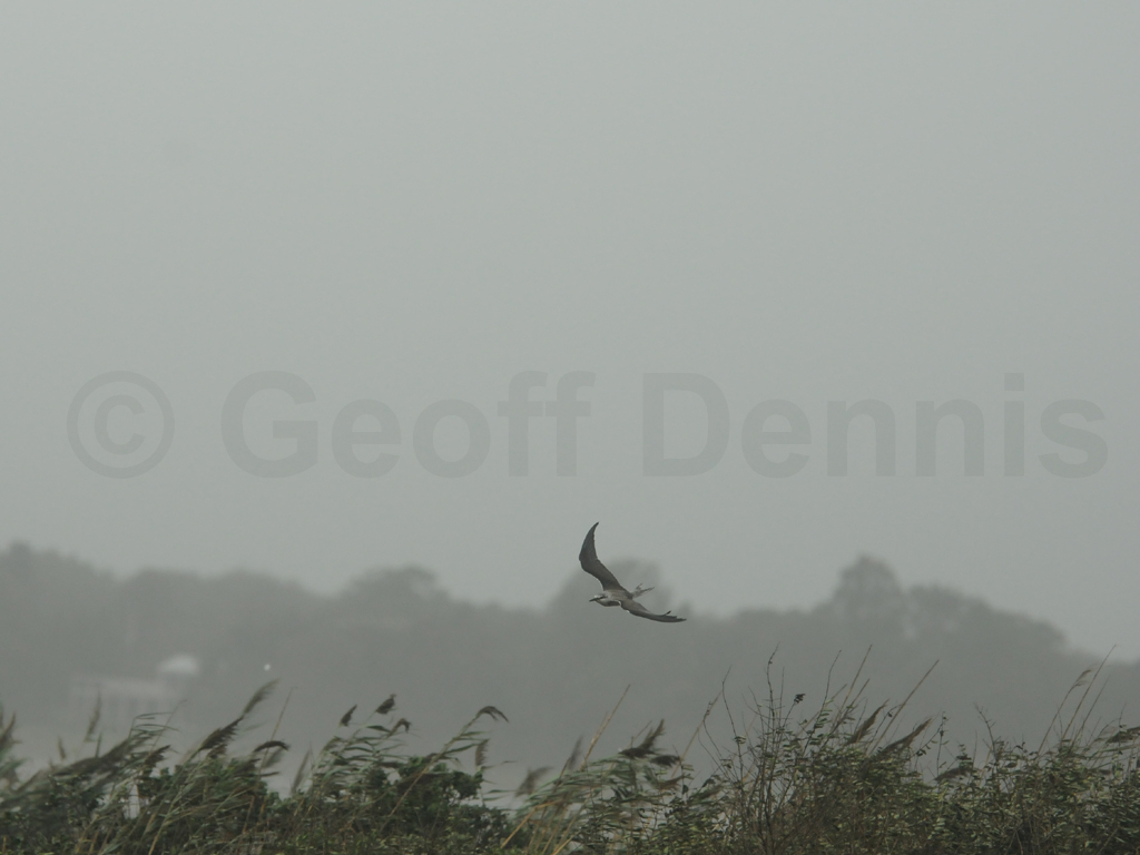 BRTE-AA_Bridled-Tern