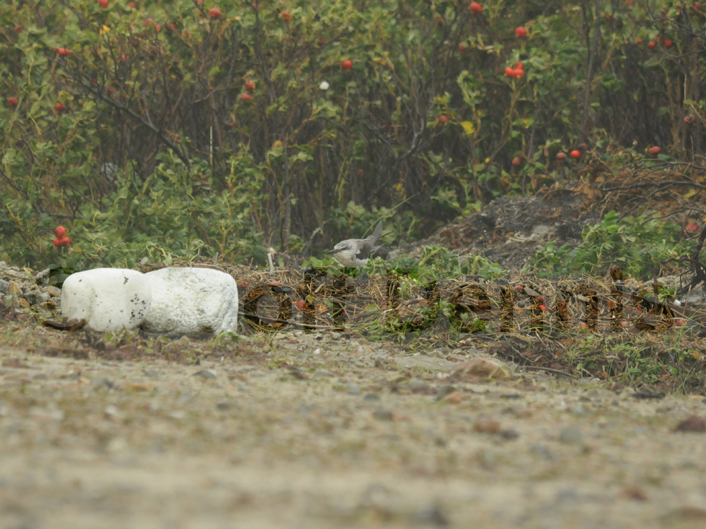 BRTE-AB_Bridled-Tern