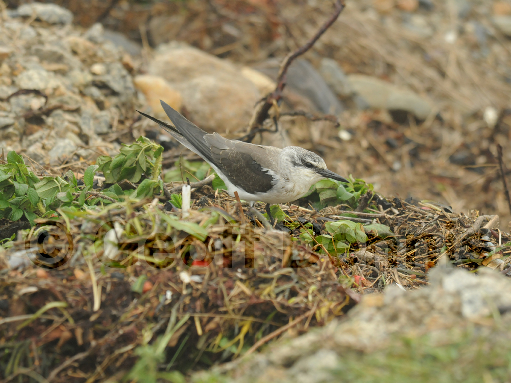 BRTE-AC_Bridled-Tern