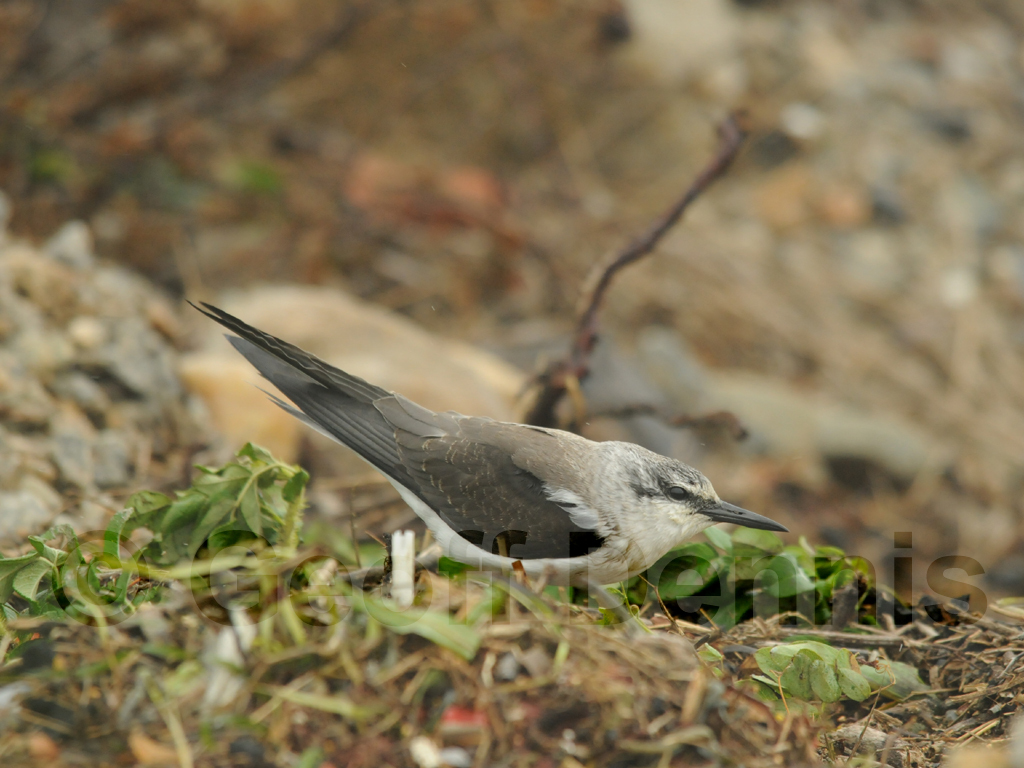 BRTE-AD_Bridled-Tern