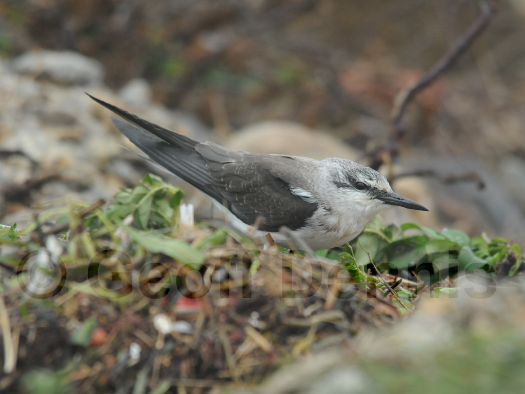BRTE-AE_Bridled-Tern