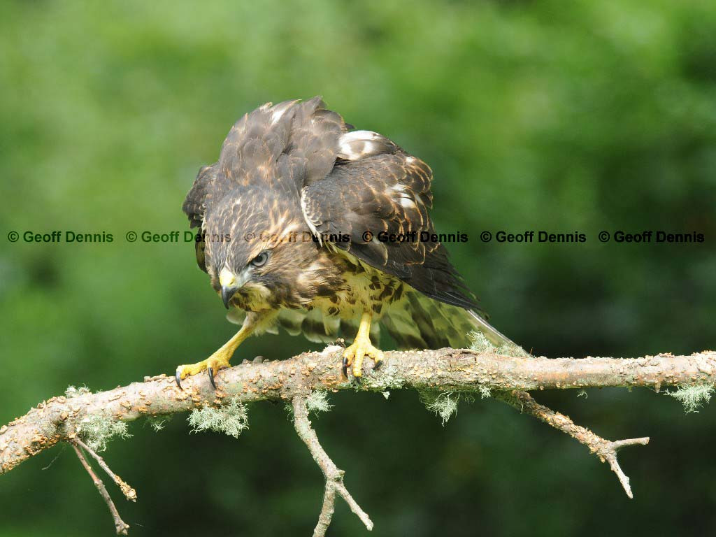 BWHA-AA_Broad-winged-Hawk