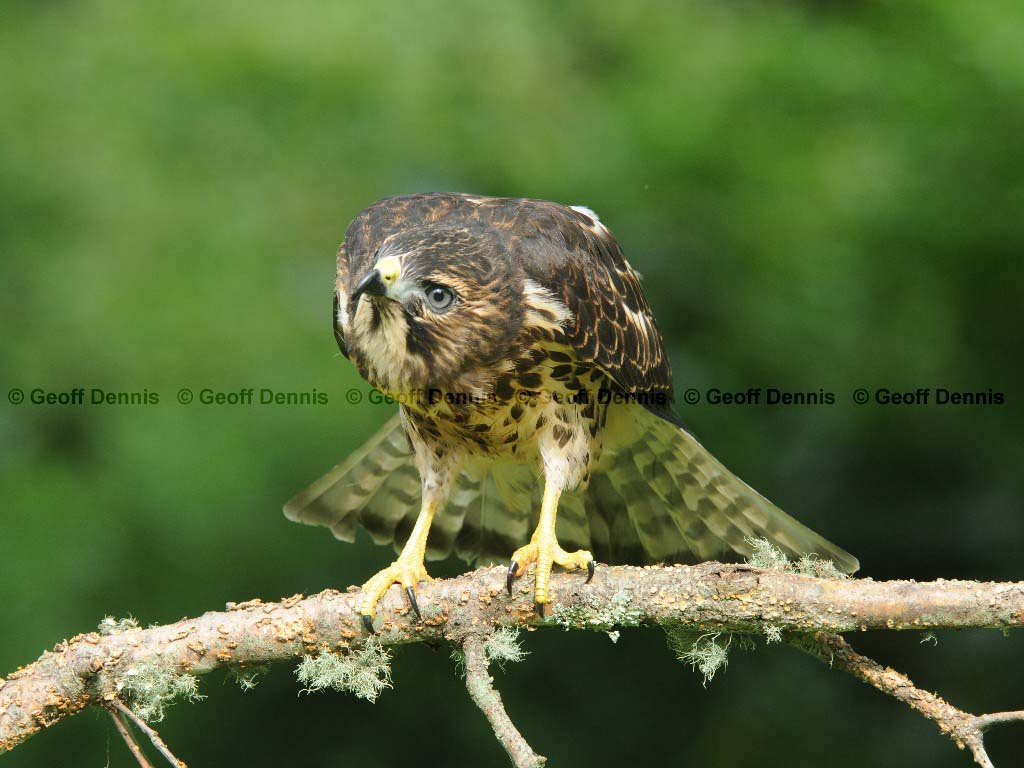 BWHA-AB_Broad-winged-Hawk