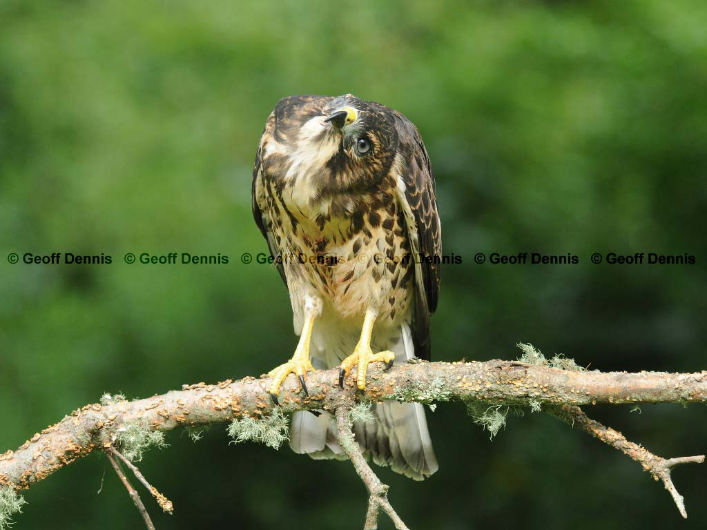 BWHA-AC_Broad-winged-Hawk