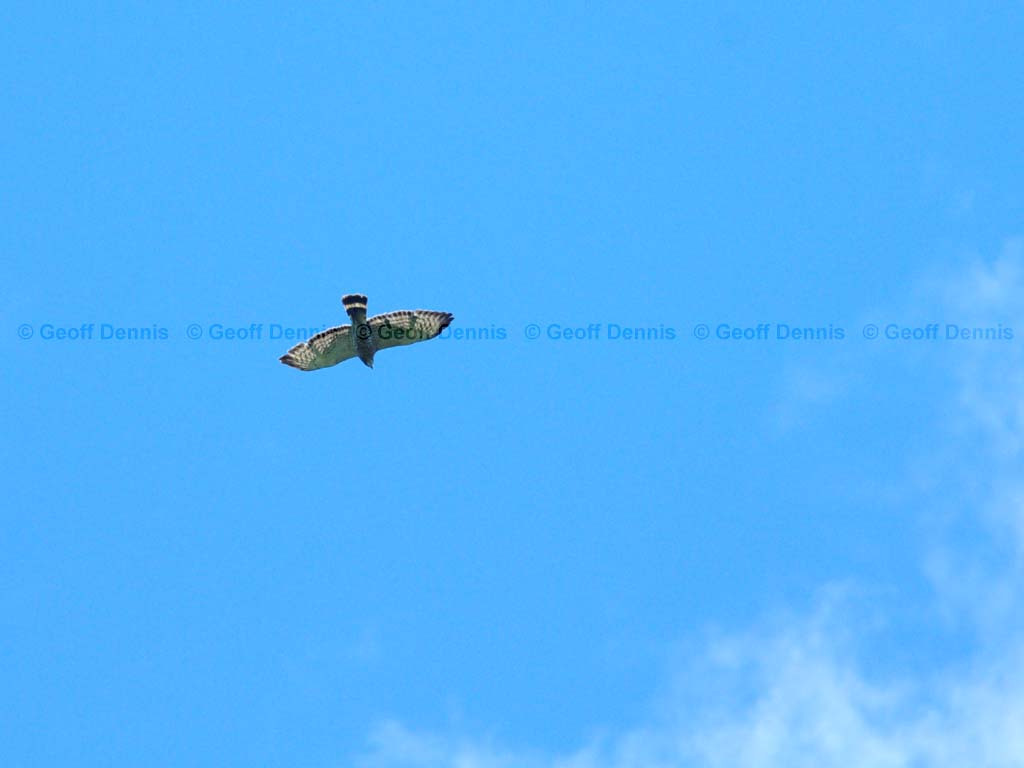 BWHA-AD_Broad-winged-Hawk