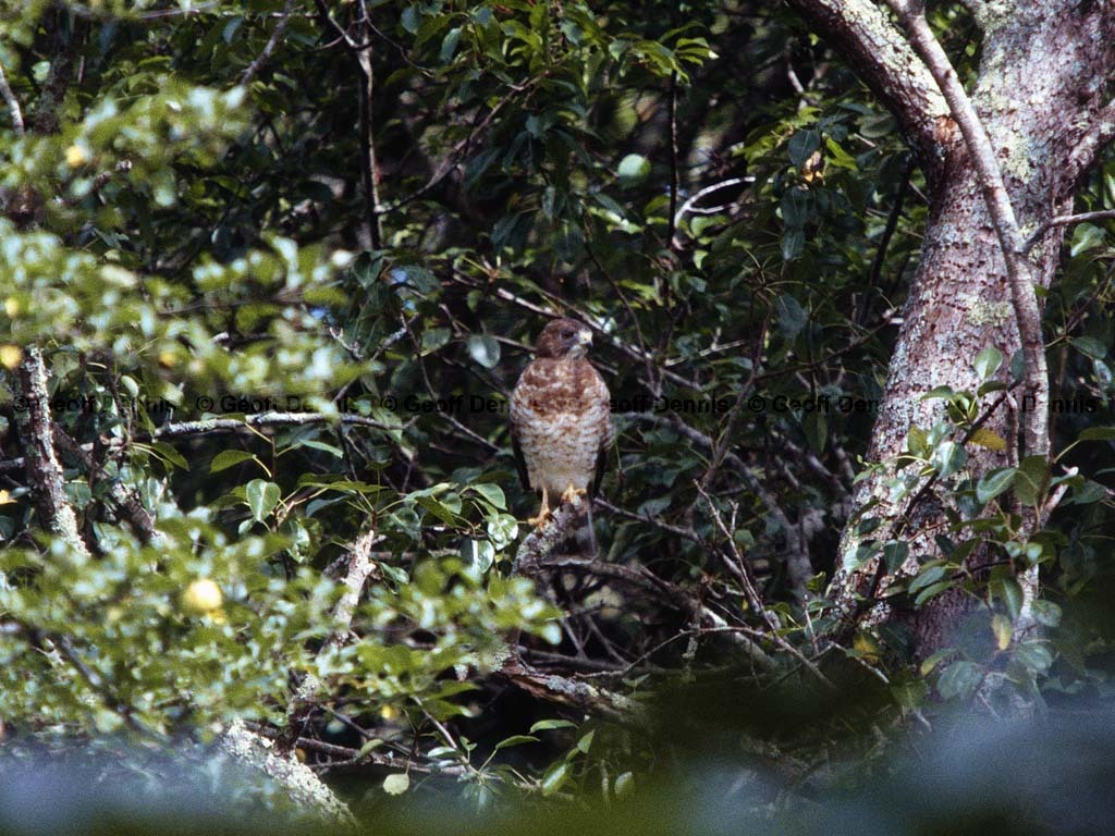 BWHA-AE_Broad-winged-Hawk
