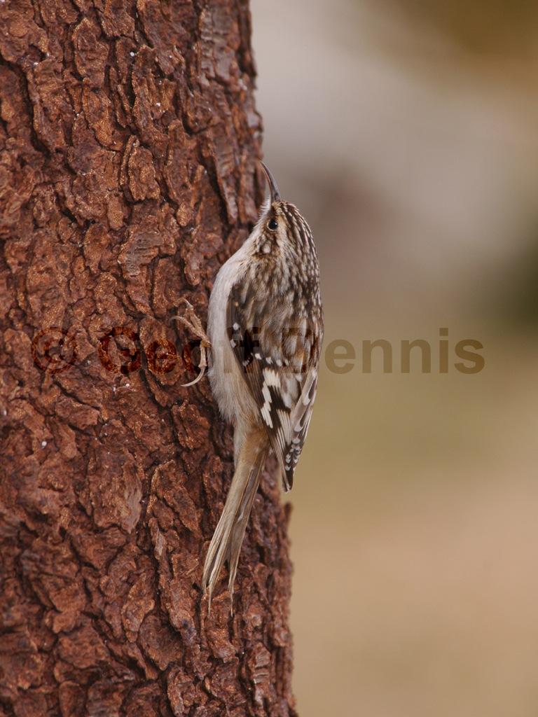BRCR-AA_Brown-Creeper