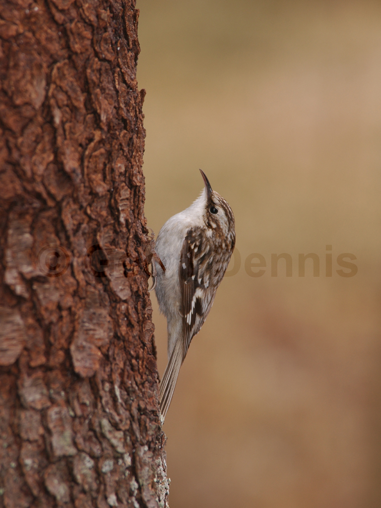 BRCR-AB_Brown-Creeper