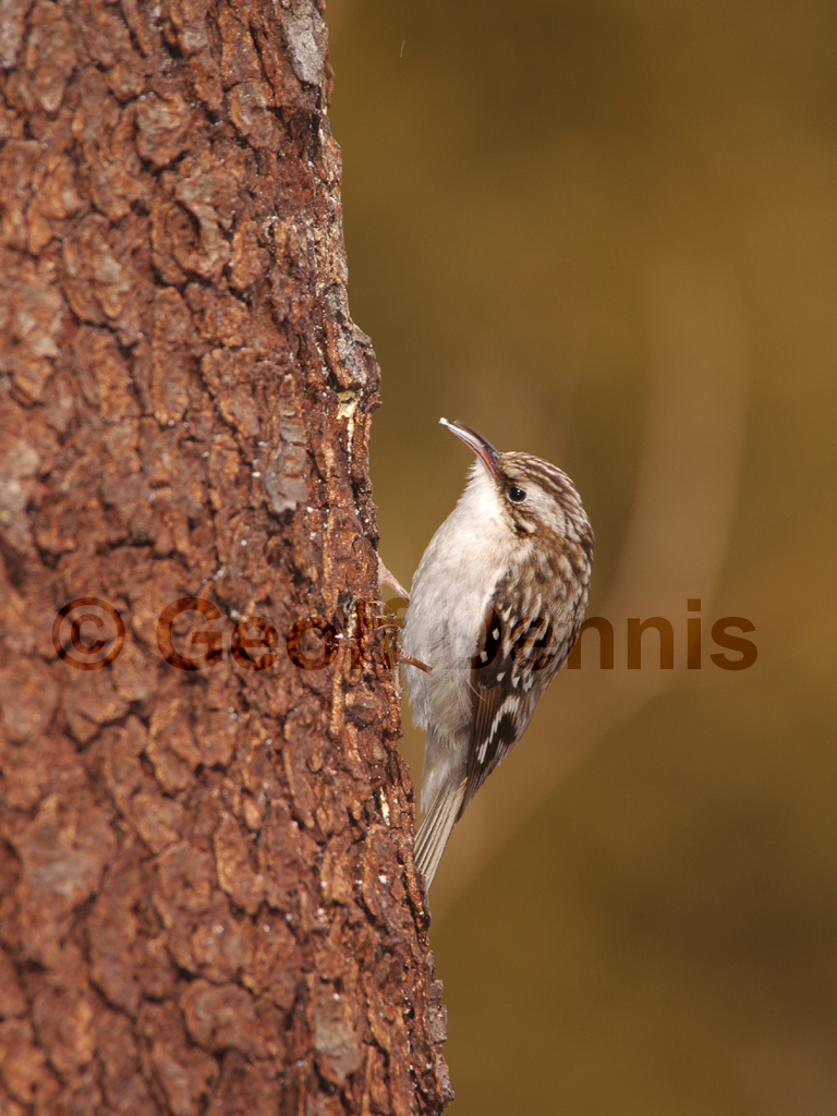 BRCR-AC_Brown-Creeper