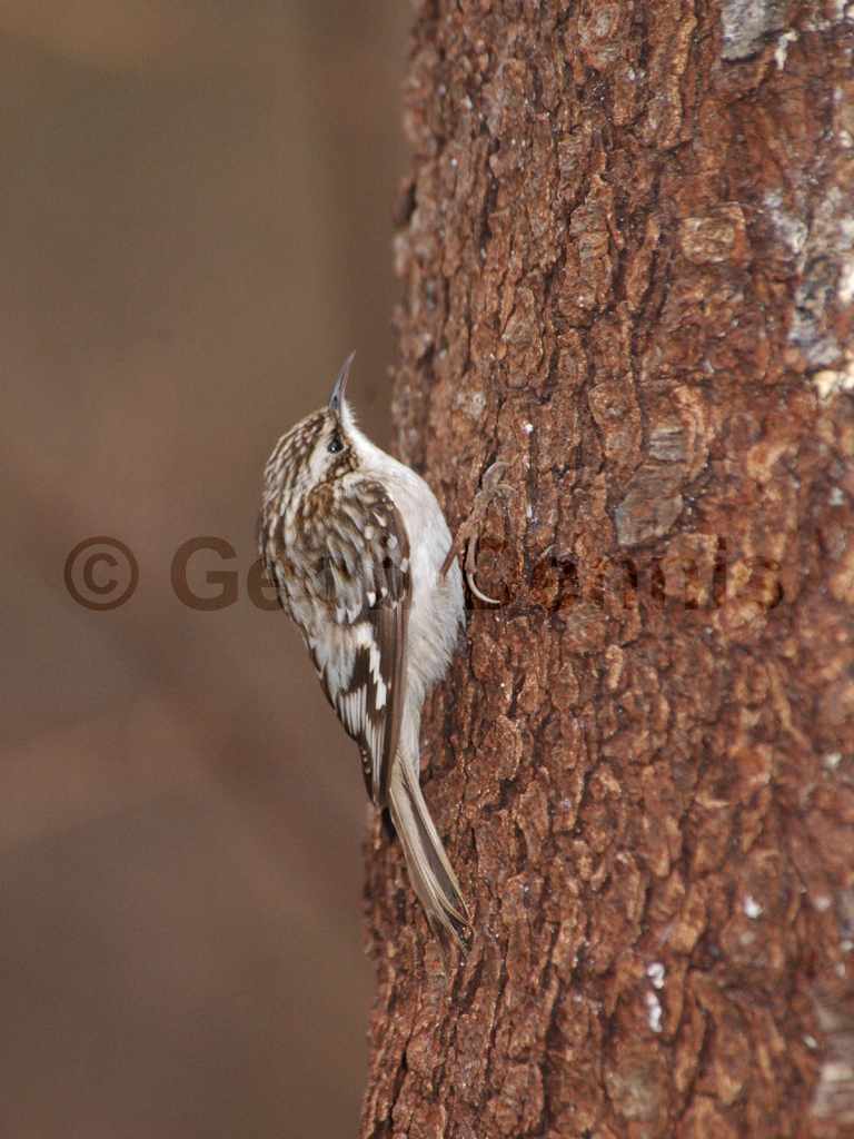 BRCR-AD_Brown-Creeper