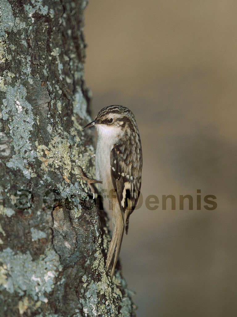 BRCR-AE_Brown-Creeper