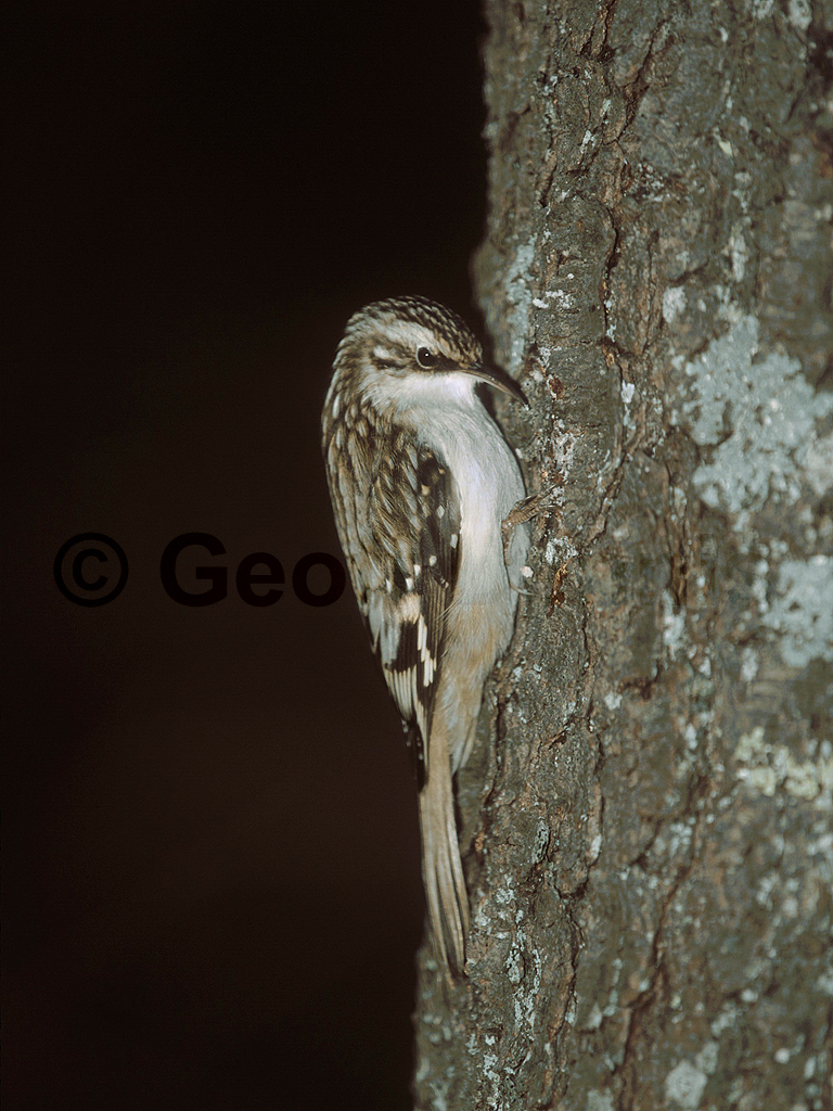BRCR-AF_Brown-Creeper