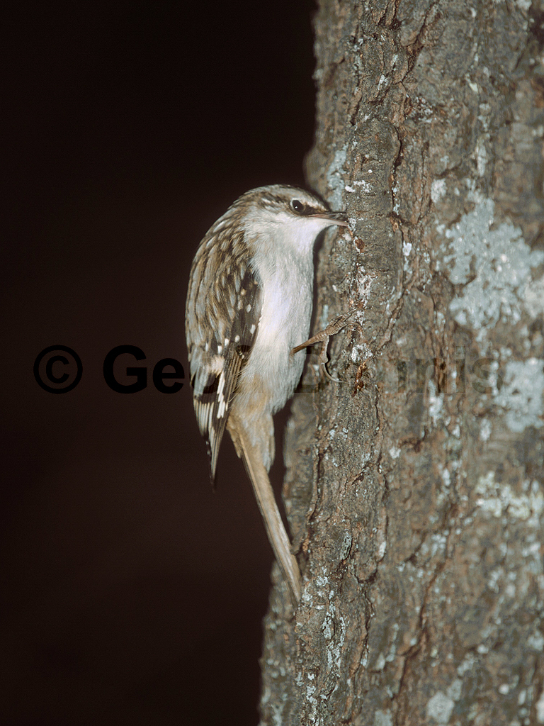 BRCR-AG_Brown-Creeper