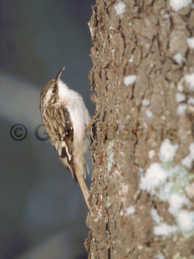 BRCR-AH_Brown-Creeper