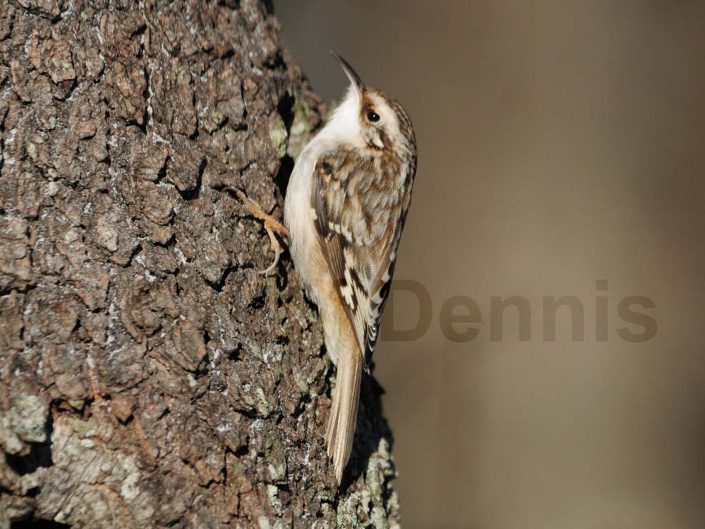 BRCR-AI_Brown-Creeper