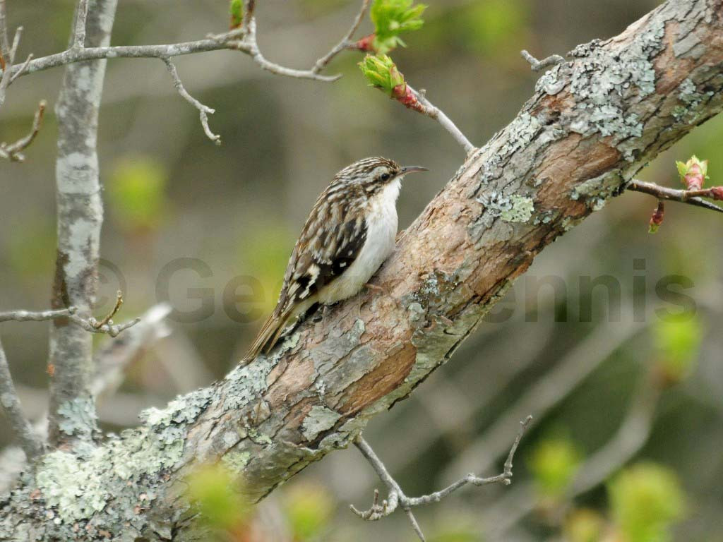 BRCR-AJ_Brown-Creeper