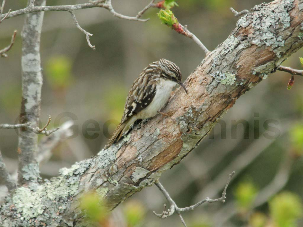 BRCR-AK_Brown-Creeper