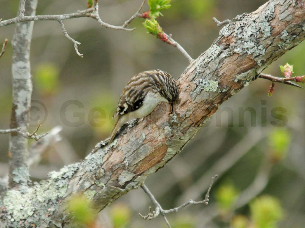 BRCR-AL_Brown-Creeper