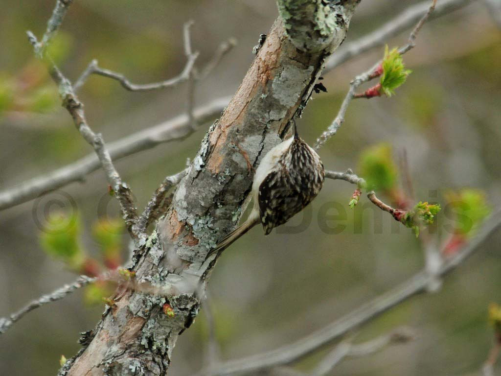 BRCR-AM_Brown-Creeper