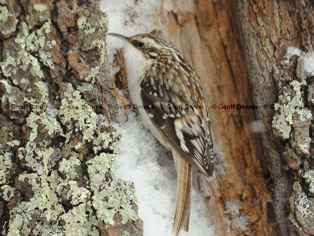 BRCR-AN_Brown-Creeper