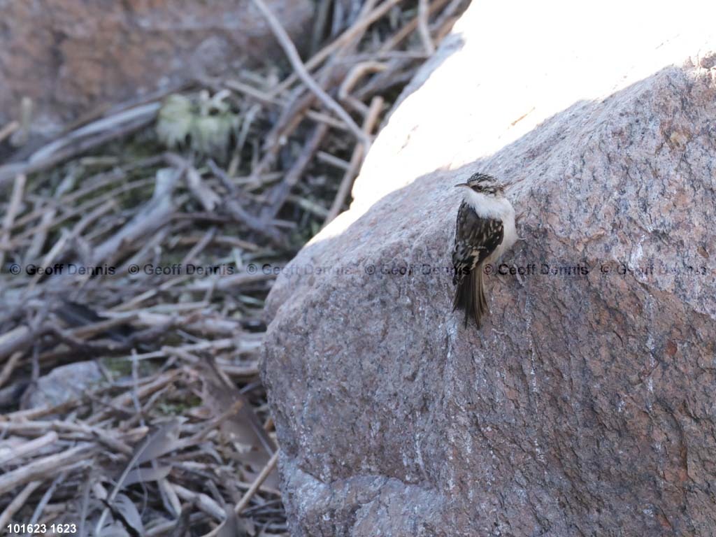 BRCR-AO_Brown-Creeper