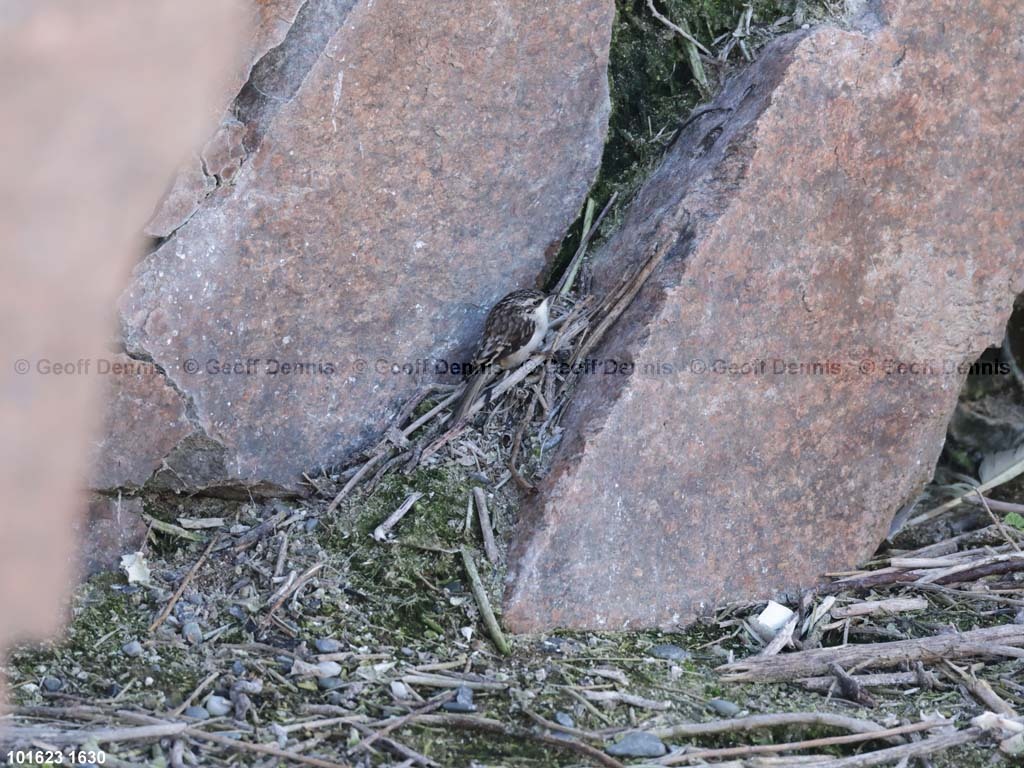 BRCR-AP_Brown-Creeper