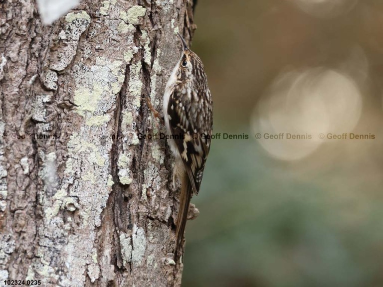 BRCR-AQ_Brown-Creeper