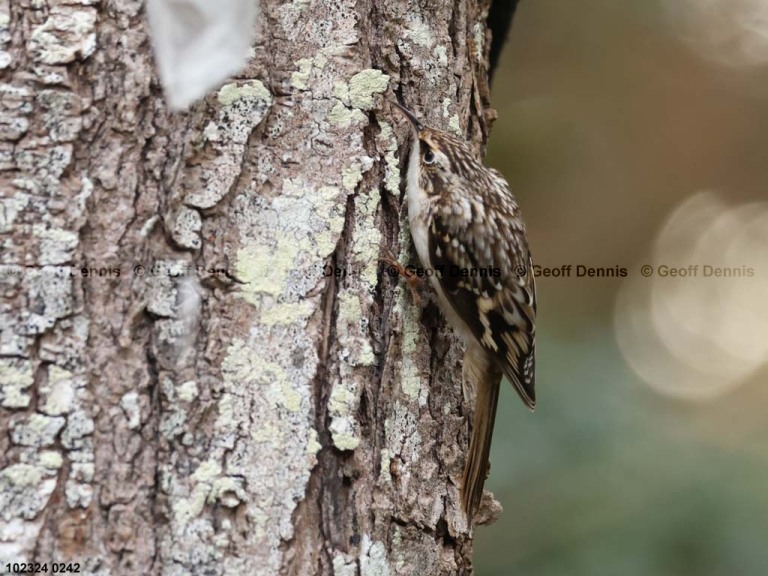 BRCR-AR_Brown-Creeper