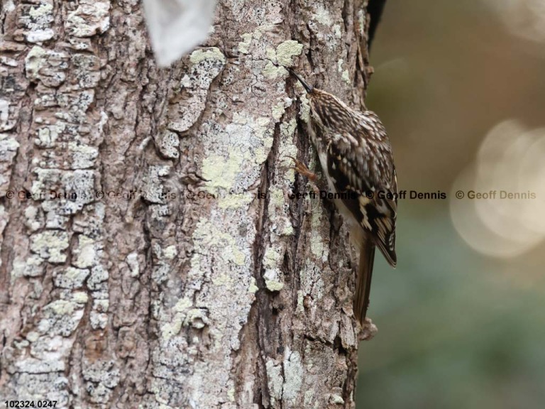 BRCR-AS_Brown-Creeper