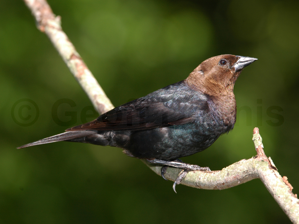 BHCO-AA_Brown-headed-Cowbird