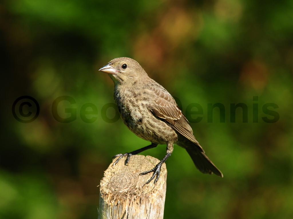 BHCO-AB_Brown-headed-Cowbird