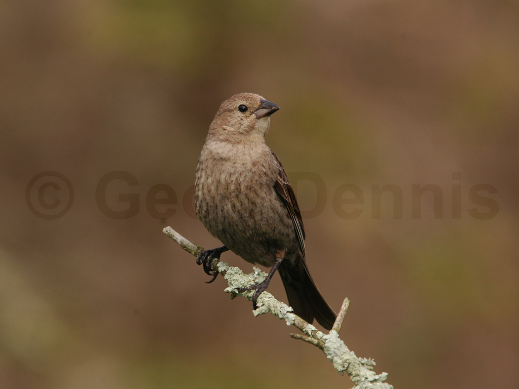 BHCO-AC_Brown-headed-Cowbird