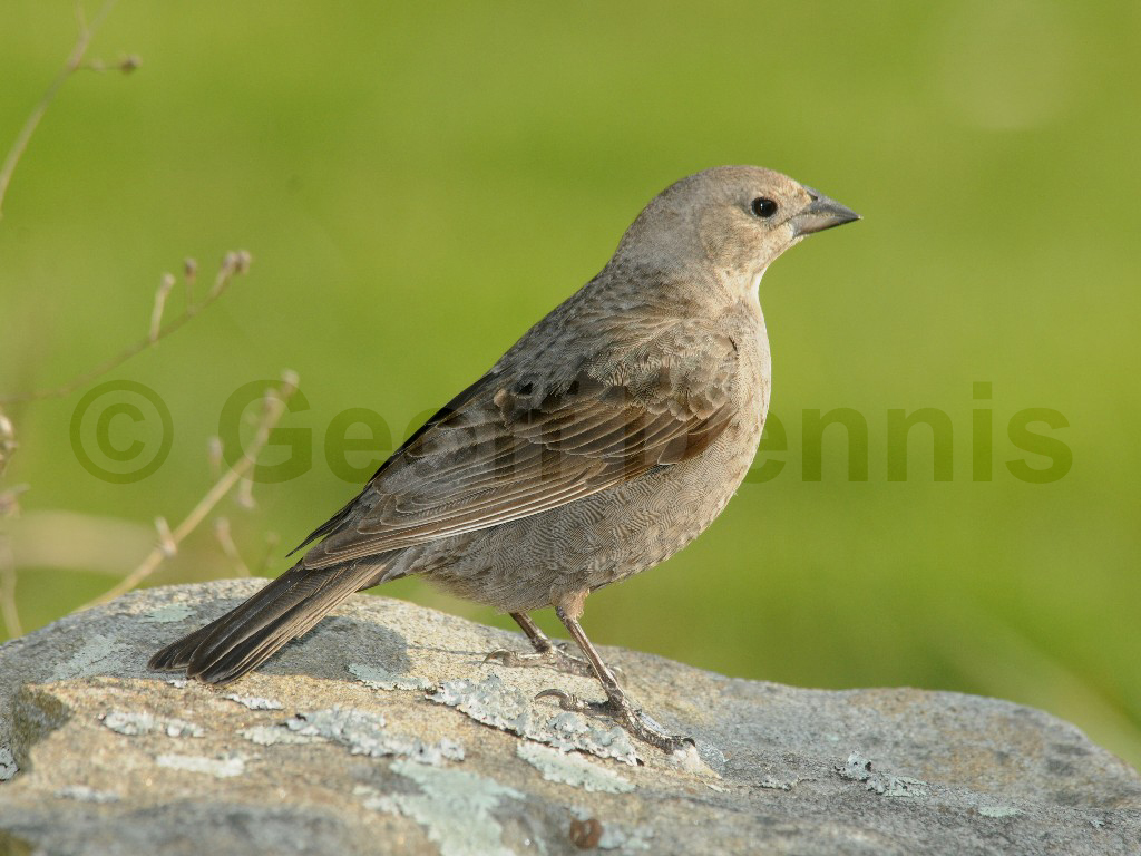 BHCO-AD_Brown-headed-Cowbird