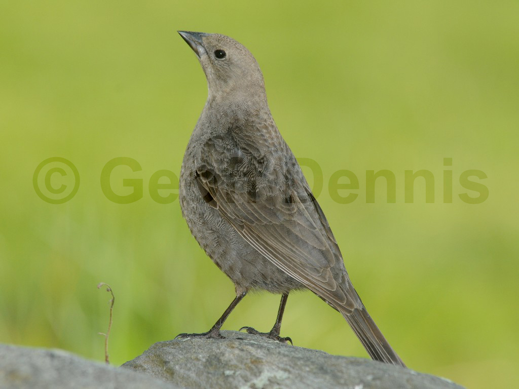 BHCO-AE_Brown-headed-Cowbird