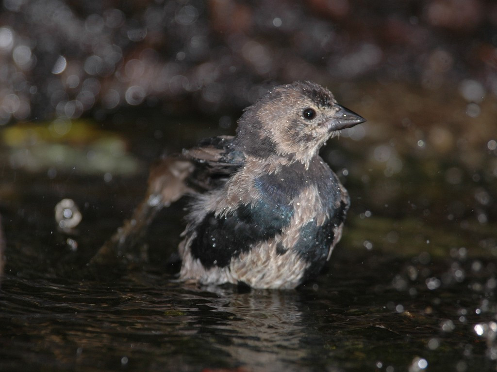 BHCO-AF_Brown-headed-Cowbird