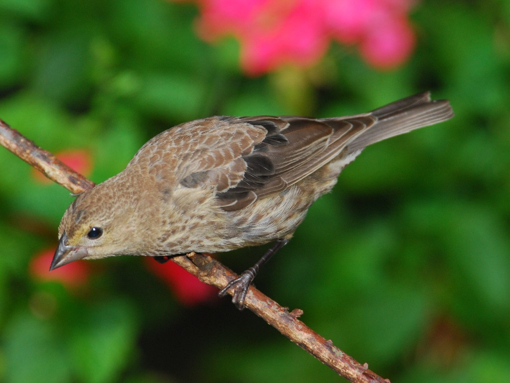 BHCO-AG_Brown-headed-Cowbird