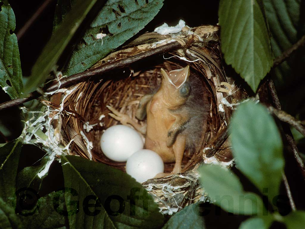BHCO-AI_Brown-headed-Cowbird
